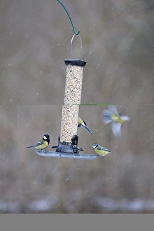 Natural Habitat For Birds Prints: 005877