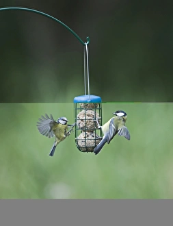 Wildlife Photographer Uk Prints: 005986