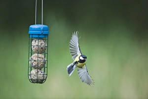 David Tipling Images Prints: 005988
