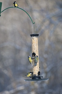 Vibrant Bird Photography Prints: 006282