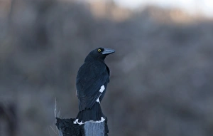 Australian Native Birds Prints: 007067