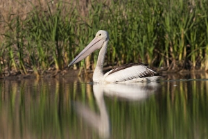Australian Pelican Prints: 007068