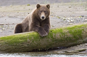 Brown Bear Alaska Prints: 01040dt