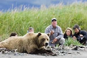 Grizzly Bear Alaska Prints: 01043dt