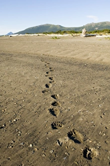 Prints of Brown Bear Ursos arctos footprints in sand along edge of coastal creek Katmai Alaska Images Dated 2005 August: Brown Bear Print in Coastal Creek Sand, Katmai Alaska