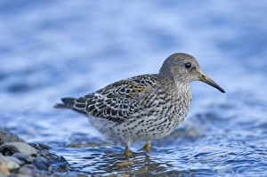 Prints of Rock Sandpiper Calidris ptilocnemis juvenile Hallo Bay Katmai Alaska August Rock Sandpiper Prints: Rock Sandpiper juvenile Print