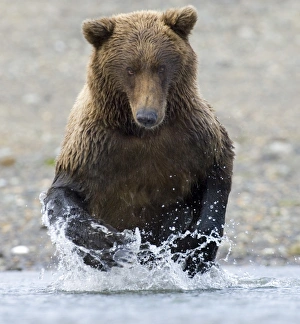 Brown Bear Alaska Prints: 01056dt