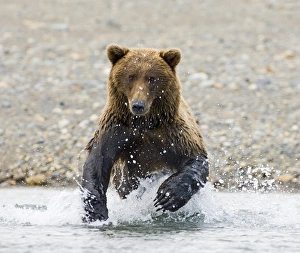Prints of Brown Bear Ursos arctos charging along coastal creek in pursuit of salmon Katmai Alaska North America Images Dated 2005 August: Brown Bear Charging Along Coastal Creek Print