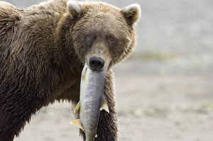 Brown Bear Prints: 010600dt