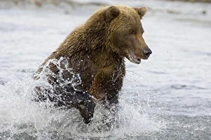 Prints of Brown Bear Ursos arctos charging along coastal creek in pursuit of salmon Katmai Alaska North America Images Dated 2005 August: Brown Bear Charging Along Coastal Creek Print