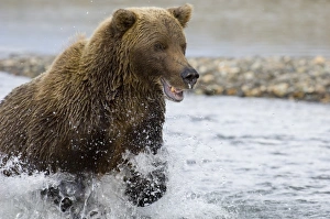 Prints of Brown Bear Ursos arctos charging along coastal creek in pursuit of salmon Katmai Alaska North America Images Dated 2005 August: Brown Bear Charging Along Coastal Creek Print