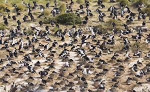 South American Seabirds Prints: 01931dt