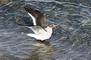 Prints of Dolphin Gull Larus scoresbii adult in non breeding plumage Beagle Channel Argentina November Dolphin Gull Prints: Print of a Dolphin Gull in non-breeding plumage, Beagle Channel, Argentina