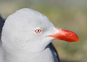 Images Dated 2005: Dolphin Gull Print - Adult Larus scoresbii
