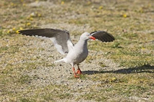 Prints of Dolphin Gull Larus scoresbii adult Ushuiaia Argentina November Dolphin Gull Prints: Dolphin Gull Print, Adult in Ushuaia, Argentina
