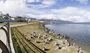 Prints of Dolphin Gulls Larus scoresbii on sea front in Ushuiaia Argentina November Dolphin Gull Prints: Dolphin Gull Print, Ushuaia Seafront
