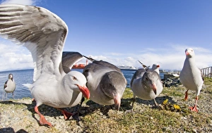 Prints of Dolphin Gulls Larus scoresbii on sea front in Ushuiaia Argentina November Dolphin Gull Prints: Dolphin Gulls (Larus scoresbii) Print on Sea Front in Ushuaia, Argentina