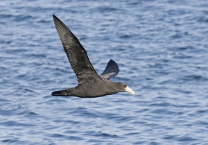 South American Wildlife Images Prints: 01944dt