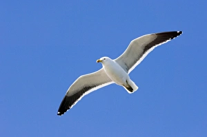 Kelp Gull Print - Breeding Adult in Ushuaia, Argentina