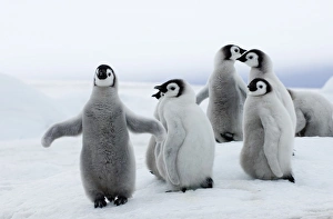 Emperor Penguin Chicks Prints: 01962dt