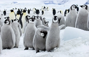 Emperor Penguin Chicks Prints: 01963dt