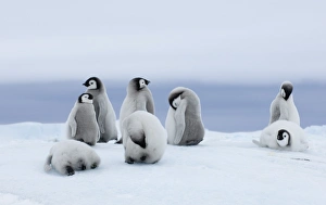 Emperor Penguin Chicks Prints: 01967dt