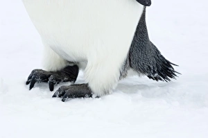 Emperor Penguin Print - Feet and Tail Detail