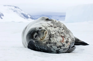 Prints of Weddell Seal Leptonychotes weddellii hauled out on sea ice of Weddell Sea near Snow Hill Island Antarctica Weddell Seal Prints: Weddell Seal Print on Sea Ice