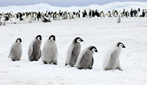 Emperor Penguin Chicks Prints: 01978dt