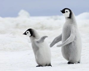 Emperor Penguin Chicks Prints: 01979dt