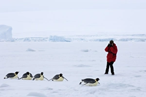 Penguin Photography Prints: 01981dt
