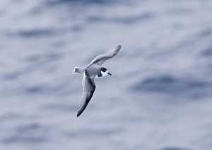 Prints of Blue Petrel Halobaena caerulea Southern Ocean November Images Dated 2005 November: Southern Ocean Blue Petrel Print