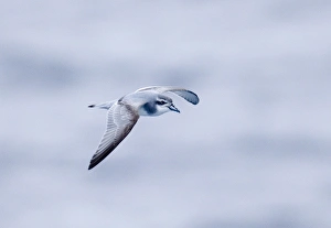 Prints of Antarctic Prion Pachyptila desolata Drake Passage Southern Ocean November Petrels Prints: Antarctic Prion Print, Southern Ocean