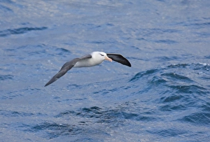 Prints of Black-browed Albatross Thalassarche melanophrys Southern Ocean off Cape Horn November Images Dated 2005 November: Black-browed Albatross Print, Southern Ocean off Cape Horn