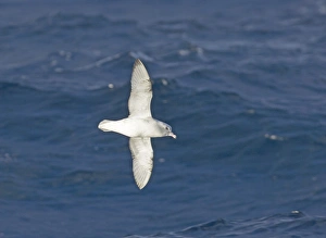 Marine Wildlife Images Prints: 02008dt
