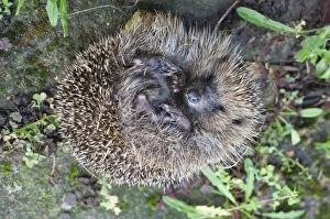 Images Dated 2nd December 2005: European Hedgehog Print: Autumn Ball in Norfolk Garden