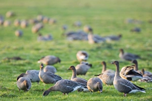 North Norfolk Wildlife Prints: 02023dt