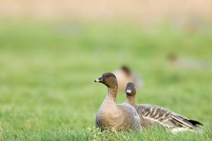 North Norfolk Wildlife Prints: 02026dt