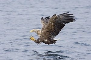 Prints of White-tailed Eagle (Sea Eagle). Haliaeetus albicilla adult swooping in for fish Norway July White Tailed Eagle Prints: White-tailed Eagle Print - Norway July