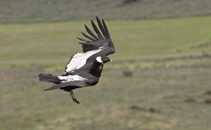 Prints of Andean Condor Vultur gryphus male leaving roosting ledge S.Chile November Vulture Prints: Andean Condor Print: Male Leaving Roosting Ledge, Southern Chile