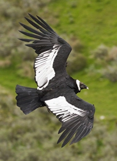 Prints of Andean Condor Vultur gryphus S.Chile November Vulture Prints: Andean Condor Print, Vultur gryphus, South Chilean Landscape