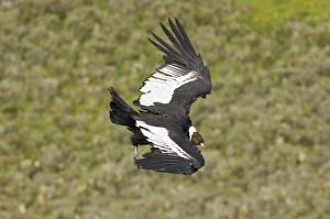 Large Bird Of Prey Prints: 02374dt