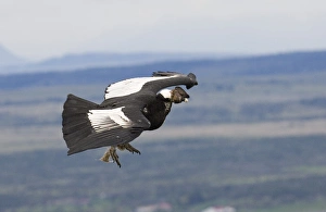 Prints of Andean Condor Vultur gryphus male cruising along mountainside S.Chile November Vulture Prints: Andean Condor Print - Male in Flight Over Chilean Mountainside
