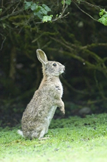 Prints of Rabbit Oryctolagus cuniculus autumn UK Cottontail Rabbit Prints: Rabbit Print - Oryctolagus cuniculus in Autumn UK