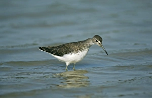 Kent Wildlife Photography Prints: 02382dt