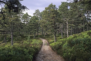 Wildlife Photography Scotland Prints: 02392dt