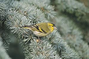 Wildlife Photographer Uk Prints: 02394dt