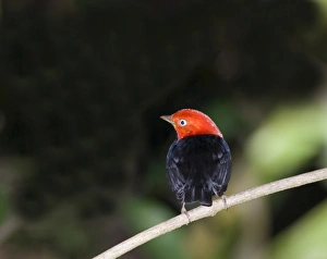 Rainforest Wildlife Images Prints: 02406dt