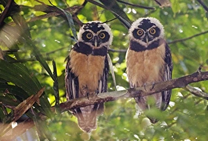 Tropical Bird Photography Prints: 02410dt