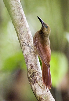 Central America Wildlife Images Prints: 02411dt